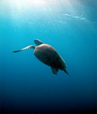 A Green Seaturtle Swimming towards the surface. 